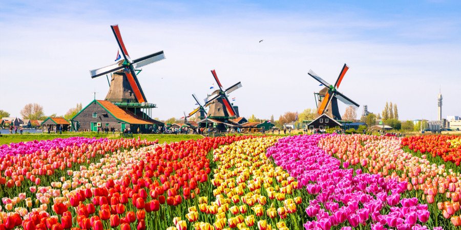 Simboli dell'Olanda: mulini e tulipani